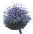 Echinops