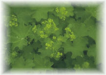 Alchemilla mollis