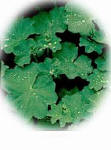 Alchemilla mollis