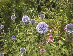 Echinops