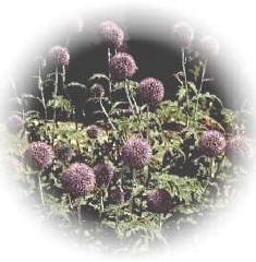 Echinops