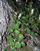 Alchemilla mollis