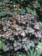 Alchemilla mollis