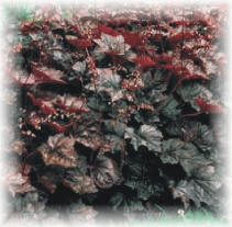 Alchemilla mollis