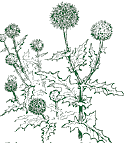 Echinops