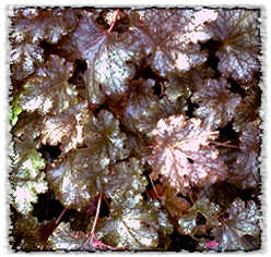 Alchemilla mollis