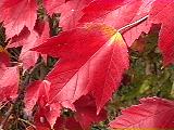 Red Maple