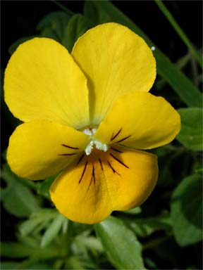 Viola