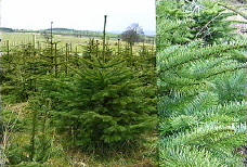 Abies nobilus