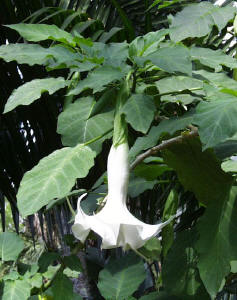 Datura
