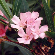 Nerium oleander