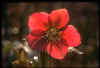 Helleborus Orientalis