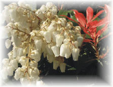 Pieris