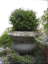 Buxus_51.jpg (130196 bytes)