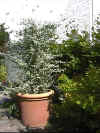 Helichrysum