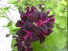 Palrgonium