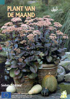 Sedum 'Matrona'