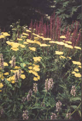 Achillea taygetea