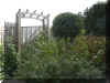 Ligustrum d. op stam