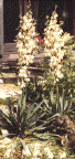 Tuin_b4.gif (60824 bytes)