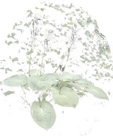 Hosta