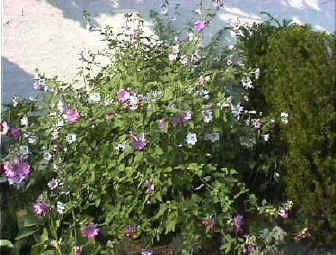 Lavatera