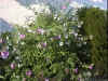 Lavate01.jpg (105980 bytes)