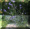 Verbena.jpg (25364 bytes)