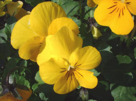 Viola cornuta