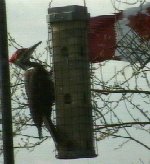 pileated