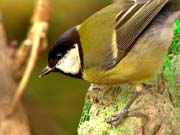 Vogels in de Winter