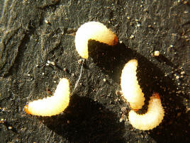 Otiorhynchus sulcatus