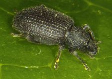 Adult Black Vine Weevil Otiorhynchus sulcatus