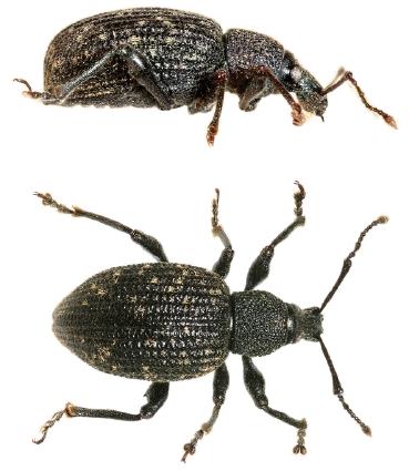 vine weevil, taxuskever